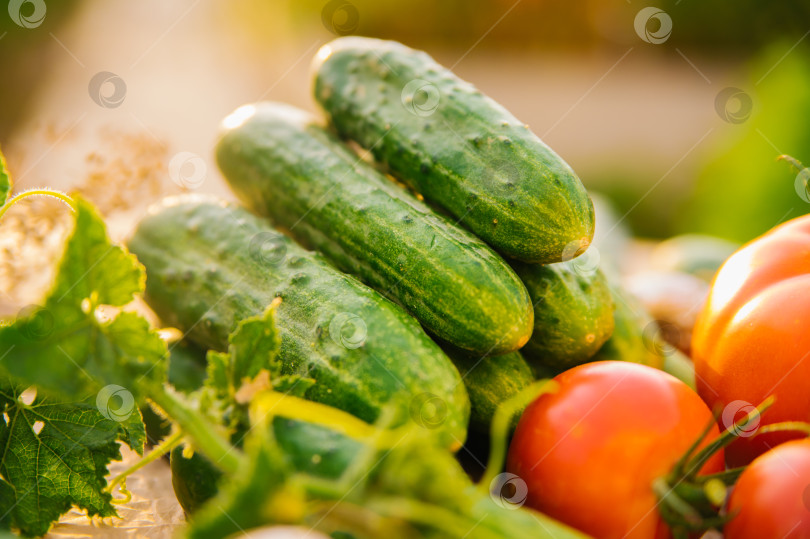 Скачать Свежие овощи на деревянном фоне. Огурцы, помидоры, чеснок, укроп. Солнечный свет. Органическая ферма. Экологически чистые овощи. Летний урожай. фотосток Ozero