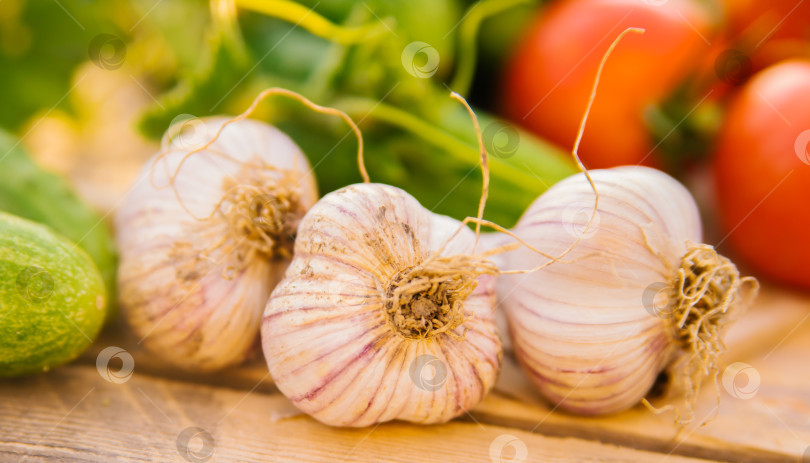 Скачать Свежие овощи на деревянном фоне. Огурцы, помидоры, чеснок, укроп. Солнечный свет. Органическая ферма. Экологически чистые овощи. Летний урожай. фотосток Ozero