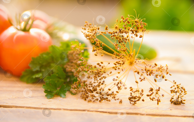 Скачать Свежие овощи на деревянном фоне. Огурцы, помидоры, чеснок, укроп. Солнечный свет. Органическая ферма. Экологически чистые овощи. Летний урожай. фотосток Ozero