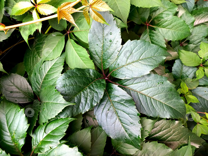 Скачать Зеленые листья декоративного винограда, девичий виноград фотосток Ozero