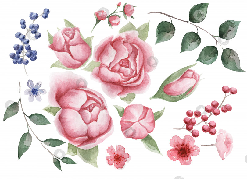 Скачать Набор цветочных элементов. Цветки розовых пионов, зеленые, бордовые, синие листья. фотосток Ozero
