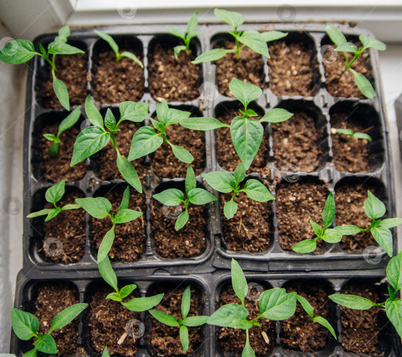 Скачать Рассада в горшочках. Садоводство и огородничество в весенний сезон. фотосток Ozero