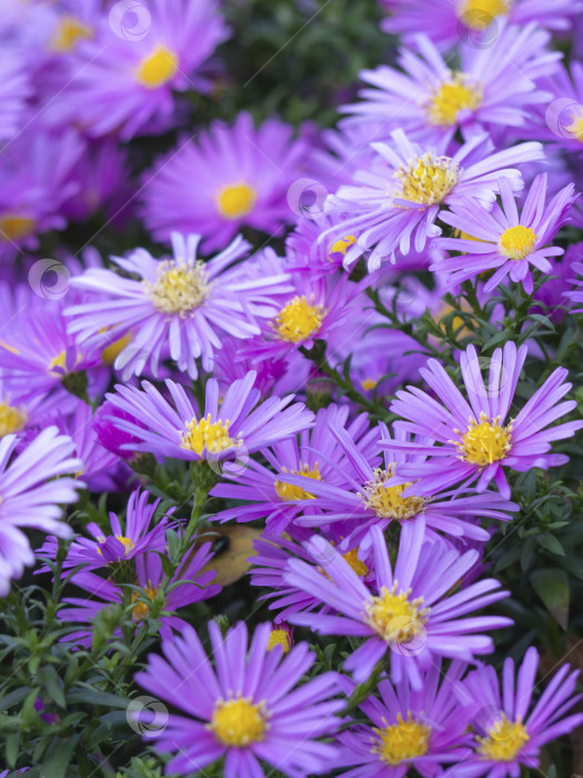 Скачать Пурпурная альпийская астра, цветущая в летнем саду.     Много фиолетовых цветов маргаритки. Альпийская астра (Aster alpinus) в саду. Декоративное садовое растение с фиолетовыми цветами фотосток Ozero