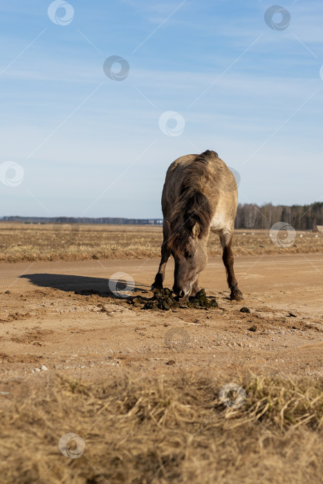 Скачать Лошадь, взмахивающая хвостом. Грязноногая лошадь с текстурированной шерстью в мирный послеполуденный час фотосток Ozero