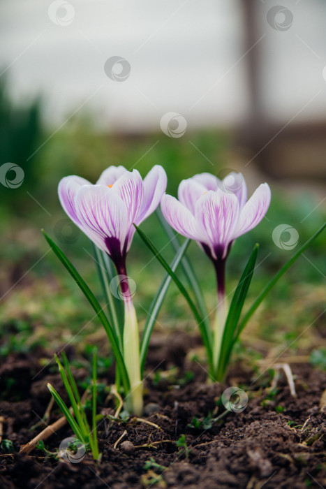 Скачать Весенним днем в саду распускается пурпурный крокус. фотосток Ozero