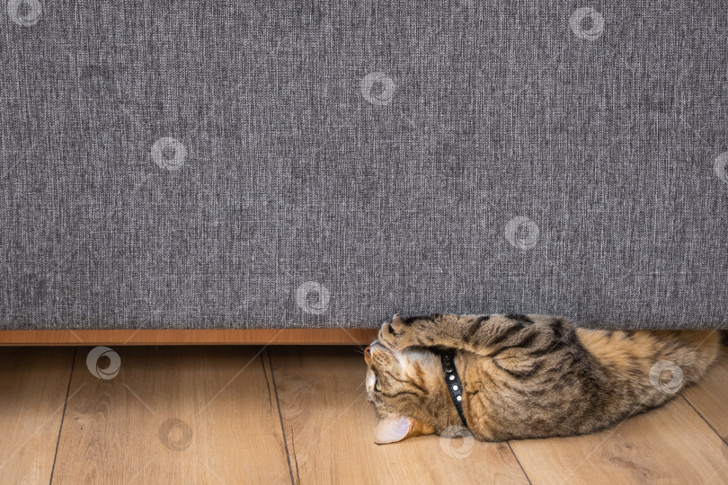 Скачать Полосатый кот, царапающий серую обивку дивана, повреждение мебели, концепция защиты обивки от царапин для владельцев домашних животных, домашний интерьер. фотосток Ozero