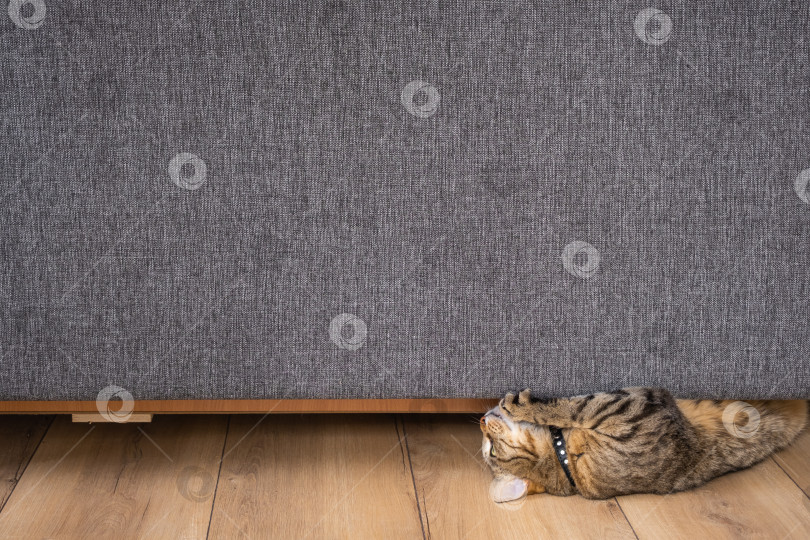Скачать Современный диван с когтями домашней кошки, видимые нити ткани, концепция мебели, не наносящей вреда домашним животным, антивандальный материал, домашний уют с домашними животными. фотосток Ozero