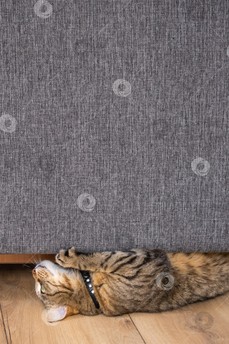 Скачать Крупный план полосатой кошки, царапающей низ серого дивана, повреждение обивки, проблема домашних животных и домашней мебели, текстильное решение для защиты от царапин. фотосток Ozero