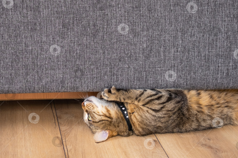 Скачать Кошка растягивается и царапает основание дивана, повреждая современную мебель, поэтому уделяйте особое внимание антивандальной обивке и интерьерным решениям, благоприятным для домашних животных. фотосток Ozero