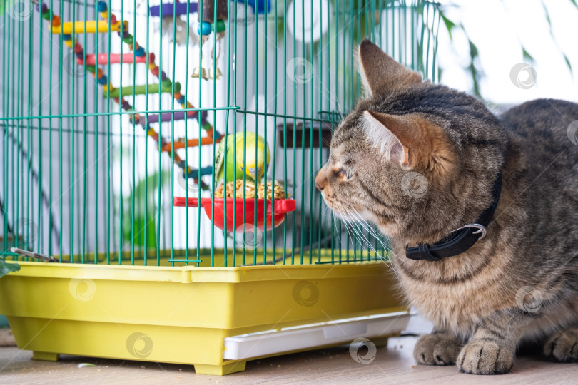 Скачать Домашняя кошка сидит у птичьей клетки, наблюдая за попугаем, межвидовым взаимодействием, стрессом и охотничьим инстинктом, за тем, как домашние животные сосуществуют дома. фотосток Ozero