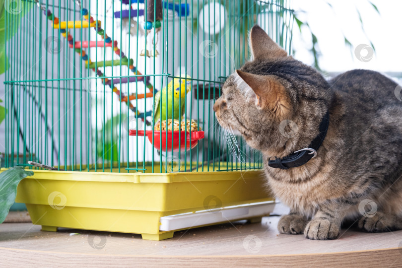 Скачать Кошка и попугай в непосредственной близости, кошка разглядывает птицу в клетке, совместное проживание под одной крышей, аспекты поведения и безопасности, возможный стресс. фотосток Ozero