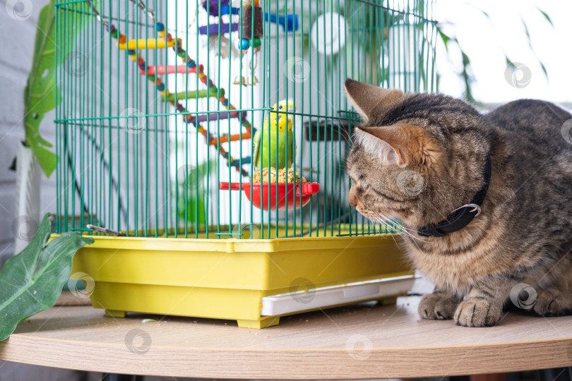 Скачать Полосатый кот настороженно сидит у желтой птичьей клетки с попугаем внутри, изучая возможную добычу, пример взаимодействия с домашними животными, риск и стресс в доме с несколькими домашними животными. фотосток Ozero