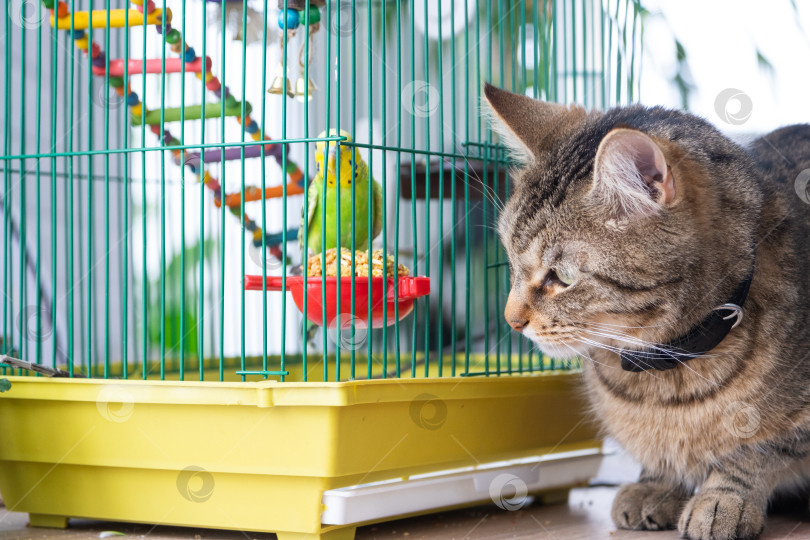 Скачать Кошка сталкивается дома с попугаем в клетке, общение с которым может вызвать напряжение или охотничий инстинкт, потребность в присмотре и безопасности в окружении домашних животных. фотосток Ozero