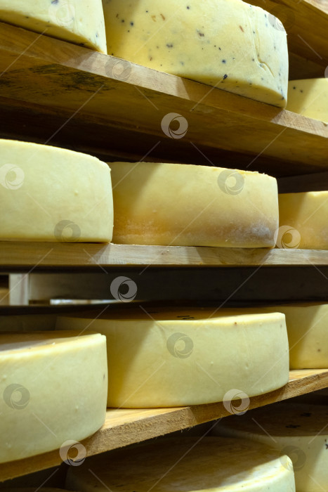 Скачать Сырные круги крупным планом на полке, фермерский бизнес, натуральный сычужный фермент, традиционное созревание, высококачественные органические сыры, созревающий молочный продукт. фотосток Ozero
