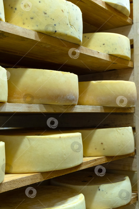 Скачать Выдержанные сырные круги, разложенные на полках, деревенские органические молочные продукты, производство вручную, разнообразие сортов сыра, хранение и контролируемое созревание, фермерский бизнес. фотосток Ozero