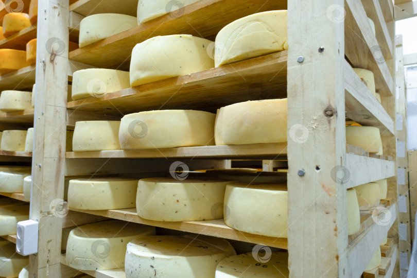 Скачать Выдержка различных сортов сыра на деревянных стеллажах, фермерская сыроварня, органическое производство, естественное созревание для получения первоклассного вкуса, традиционное хранение. фотосток Ozero