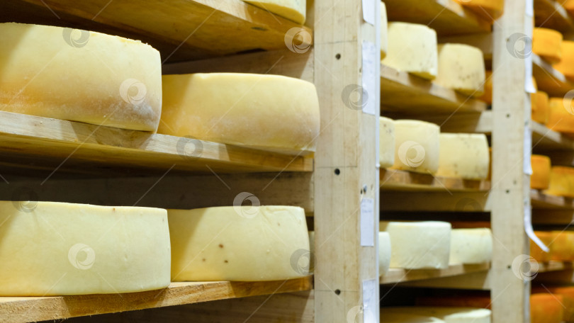 Скачать Ряды сырных кругов, созревающих на ферме, натуральный процесс, складское хранение, органический вкус, различные сорта, бизнес по производству сыров ручной работы. фотосток Ozero