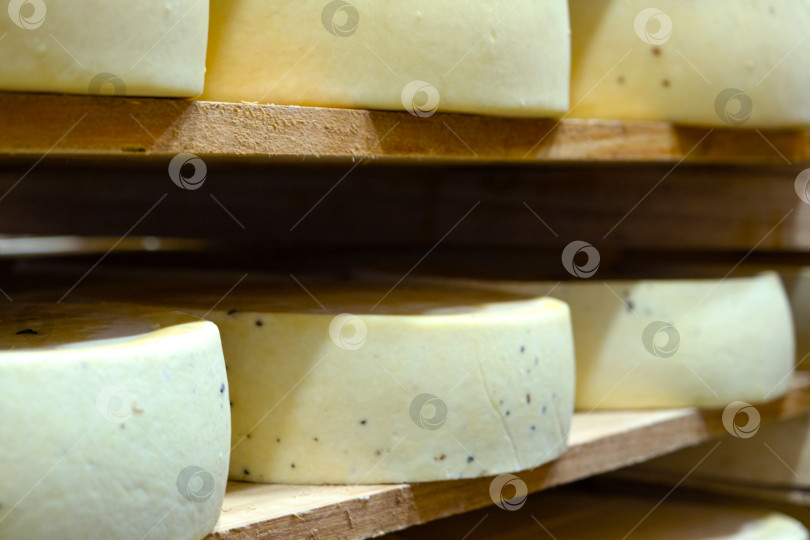Скачать Макросы из созревших сырных кругов, видимая выдержанная кожура, органическая сыроварня, премиальный сорт, сезонное созревание, традиционное крафтовое производство молочных продуктов. фотосток Ozero