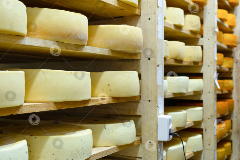 Скачать Натуральный сыр, уложенный для выдержки, контролируемая среда, фермерский бизнес, различные сорта, деревянные полки, помещение для созревания, качественный органический продукт. фотосток Ozero