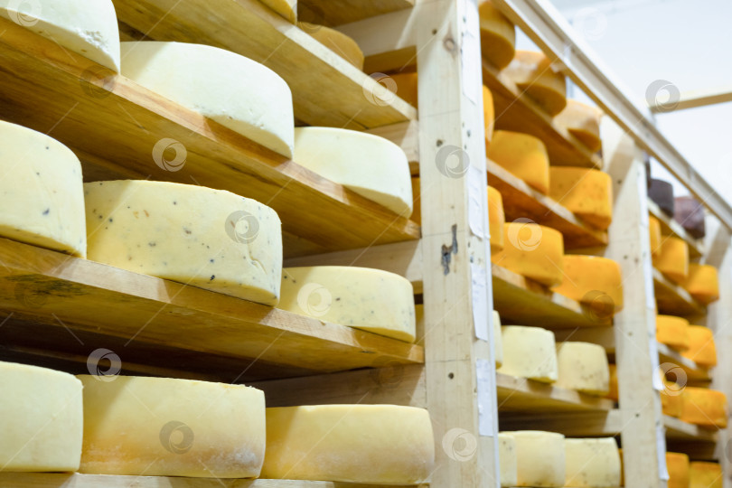 Скачать Стеллажи для выдержки, заполненные сырными кругами, фермерское сыроделие, органический бизнес, мастерство в производстве молочных продуктов, стадия созревания с регулируемой температурой. фотосток Ozero