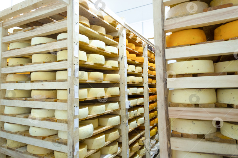 Скачать Сырные круги, хранящиеся в погребе для созревания, фермерское производство, натуральный ремесленный бизнес, контролируемая температура, богатый ассортимент, полезные органические блюда ручной работы. фотосток Ozero