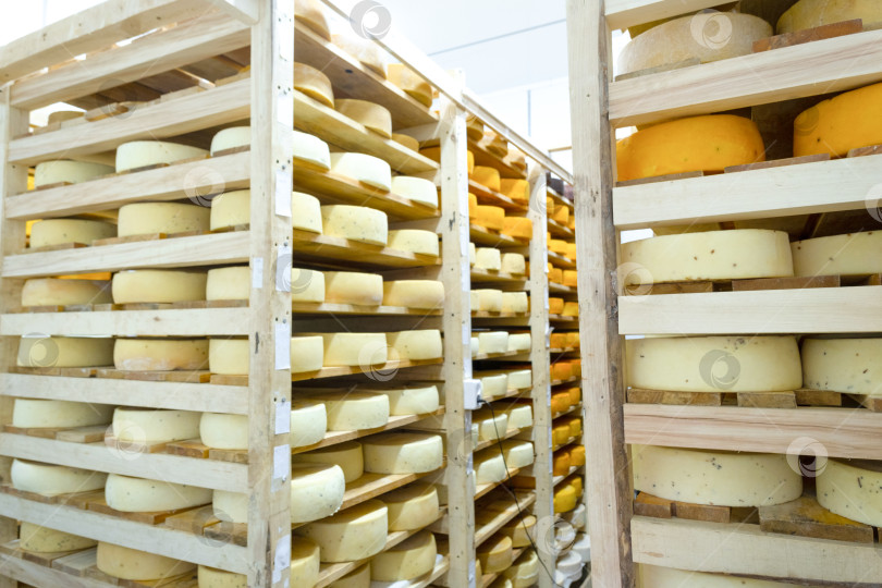 Скачать Готовые сырные круги на деревянных подставках, производство органической молочной продукции из творога, хранение для естественного созревания, премиальные сорта от местных ремесленников. фотосток Ozero