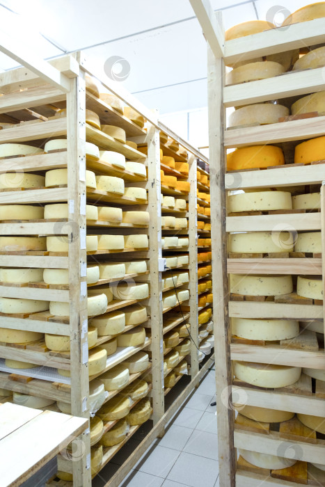 Скачать Крупномасштабное фермерское хранилище сыра, оборудование для равномерного созревания, производство вручную, контроль температуры и влажности, производство органических молочных продуктов. фотосток Ozero