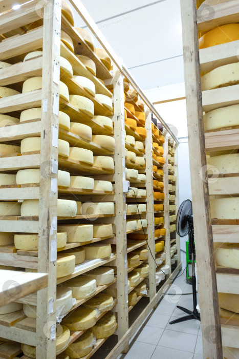 Скачать Сырный отдел в помещении для созревания, деревянные стеллажи, фермерский и ремесленный сыродельный бизнес, сорта ручной работы, премиальное созревание, естественный процесс хранения. фотосток Ozero