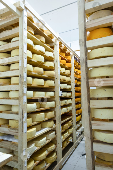 Скачать Длинный коридор стеллажей с сыром для кустарного хранения, естественного созревания, фермерский молочный бизнес, ассортимент премиум-класса, полки разных типов, органический процесс. фотосток Ozero
