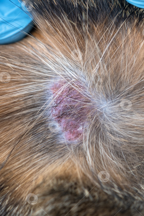 Скачать Крупный план стригущего лишая или грибковой инфекции на кошке под шерстью, видимый участок раздраженной кожи, диагностика в ветеринарной клинике, необходима медицинская помощь. фотосток Ozero