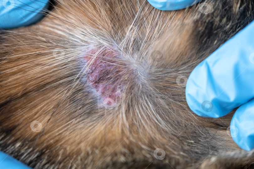Скачать Осмотр кожного грибка домашней кошки руками в перчатках, заболевание животного на улице, диагностика в ветеринарной клинике, требуется противогрибковая терапия. фотосток Ozero