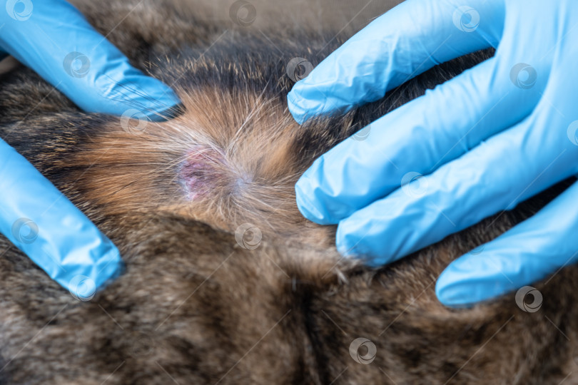Скачать Ветеринар в синих перчатках осматривает кошку при подозрении на стригущий лишай, возможную грибковую инфекцию, подхваченную на улице, диагностирует и лечит кожные заболевания домашних животных. фотосток Ozero