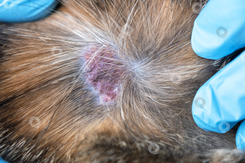 Скачать Ветеринар расчесывает шерсть кошки, чтобы диагностировать грибковую инфекцию, видимые раздраженные участки, стригущий лишай или дерматит, необходимость обращения за медицинской помощью в клинику. фотосток Ozero