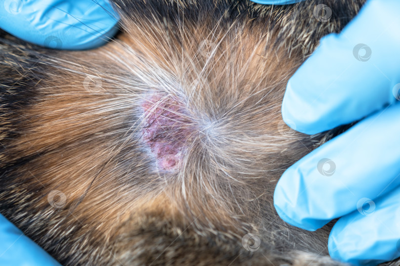 Скачать Ветеринар в перчатках осматривает грибковое поражение кожи кошки, вероятный стригущий лишай, обнаруженный на улице, видимую проплешину, начало ветеринарного лечения. фотосток Ozero