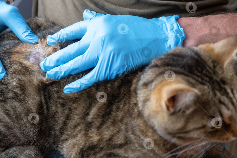 Скачать Полосатая кошка с поражением кожи обследована в ветеринарной клинике, обнаружена грибковая инфекция, возможно, приобретенная на улице, лечение начинается у ветеринара. фотосток Ozero
