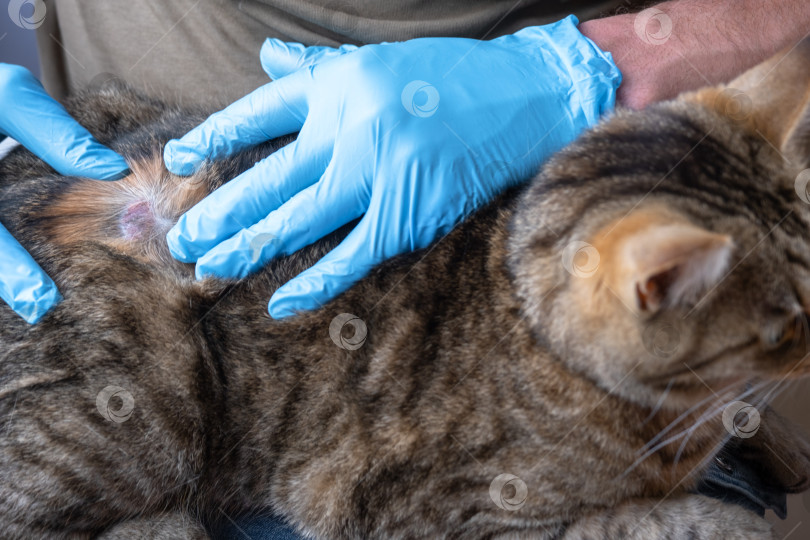Скачать Кошку лечит ветеринар в перчатках от подозрительного стригущего лишая, передающегося наружным путем, на боку заметное пятно, начало клинического выздоровления. фотосток Ozero