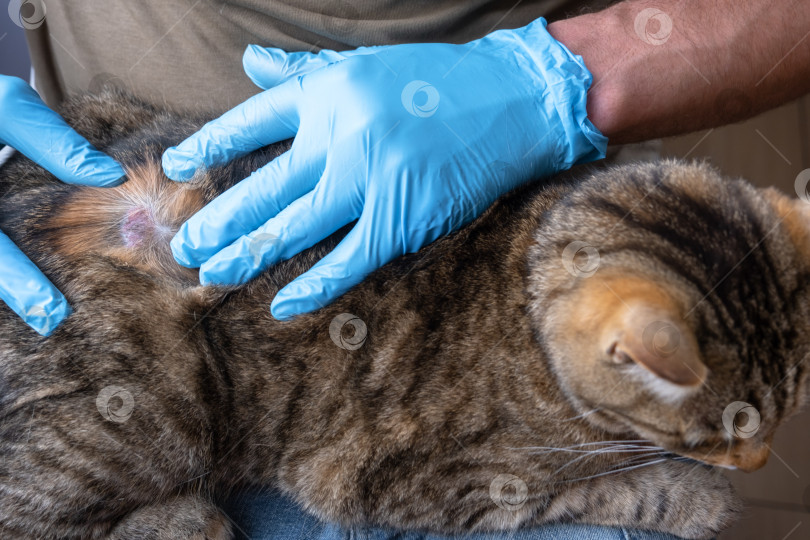Скачать Ветеринарный осмотр кошки, у которой отсутствует шерсть из-за кожных заболеваний, стригущего лишая или грибка, подхваченных на улице, начинается медицинское обследование и лечение. фотосток Ozero