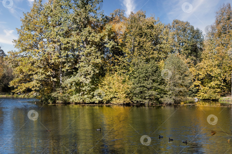 Скачать Живописный берег усадебного пруда в подмосковном Середниково с пышными золотыми деревьями и дикими утками на зеркальной воде фотосток Ozero