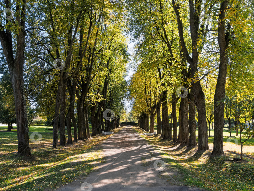 Скачать Осенняя липовая аллея в парке усадьбы Середниково в солнечный день фотосток Ozero