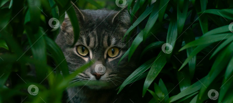Скачать Кошка среди высокой травы. Уличный кот. Красивая кошка. Кошачьи глаза. Темная фотография. Баннер фотосток Ozero