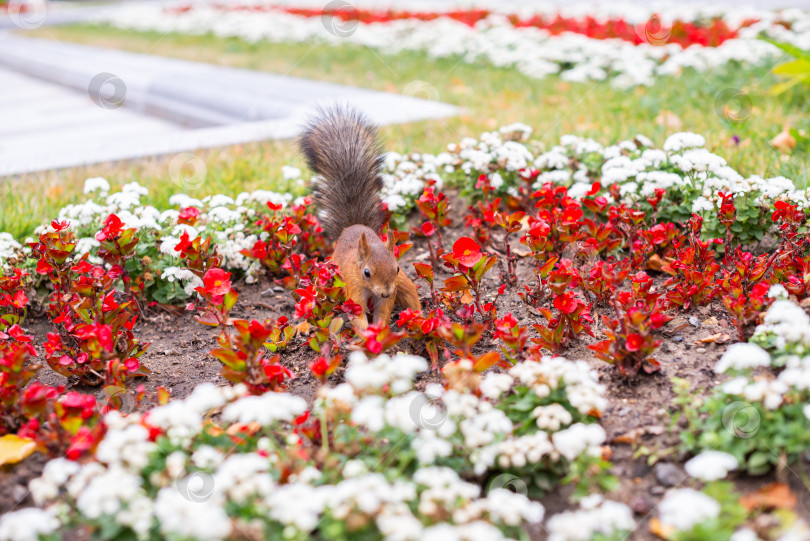 Скачать Белка в городском парке, на клумбе фотосток Ozero