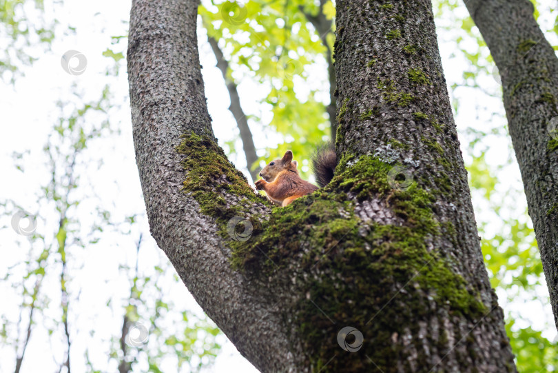 Скачать Белка в городском парке. Белка на дереве фотосток Ozero