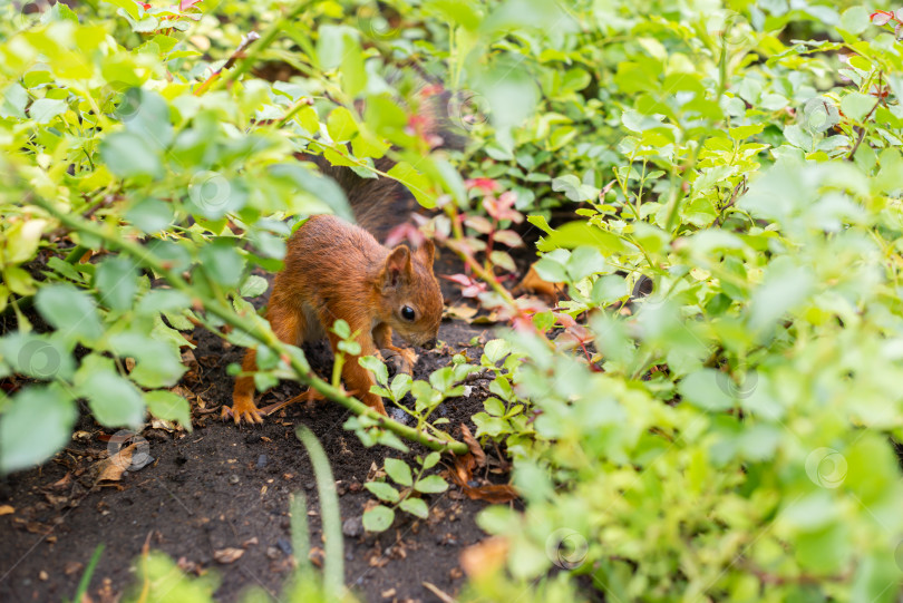 Скачать Белка в городском парке, на клумбе фотосток Ozero
