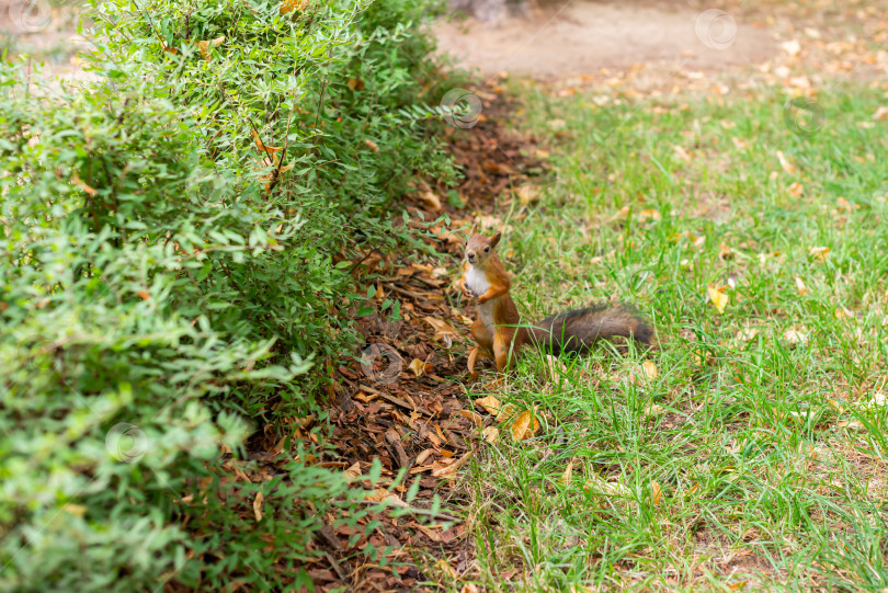 Скачать Белка в городском парке. Белка стоит на лужайке фотосток Ozero
