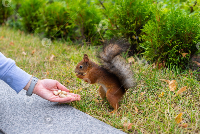 Скачать Белка в городском парке фотосток Ozero