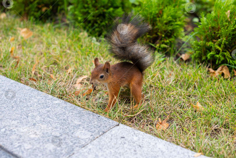 Скачать Белка в городском парке. Белка ест орех фотосток Ozero