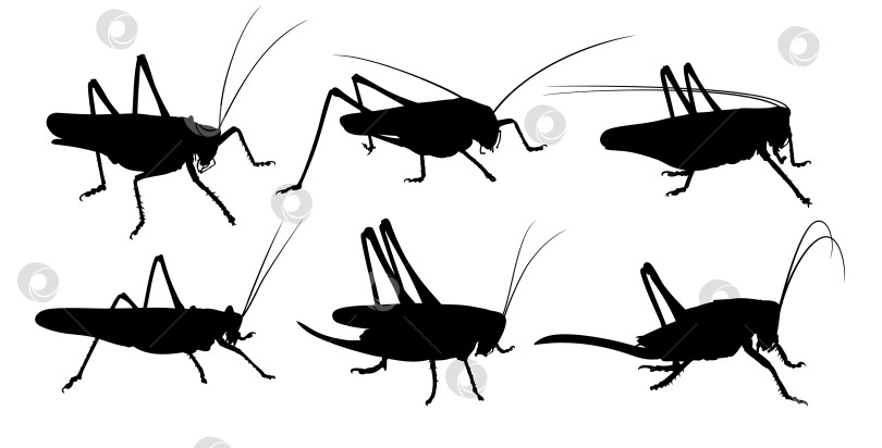 Скачать Силуэты саранчи. фотосток Ozero