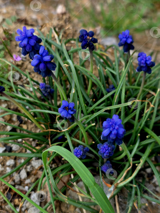 Скачать Лесные цветы фотосток Ozero