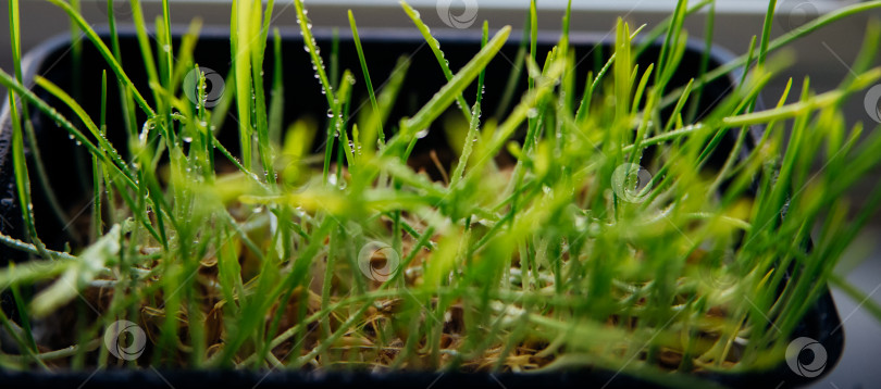 Скачать На подоконнике стоит горшок с травой для здоровья домашних животных. Проросшие зерна пшеницы, овса и других культур. фотосток Ozero