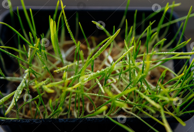 Скачать На подоконнике стоит горшок с травой для здоровья домашних животных. Проросшие зерна пшеницы, овса и других культур. фотосток Ozero